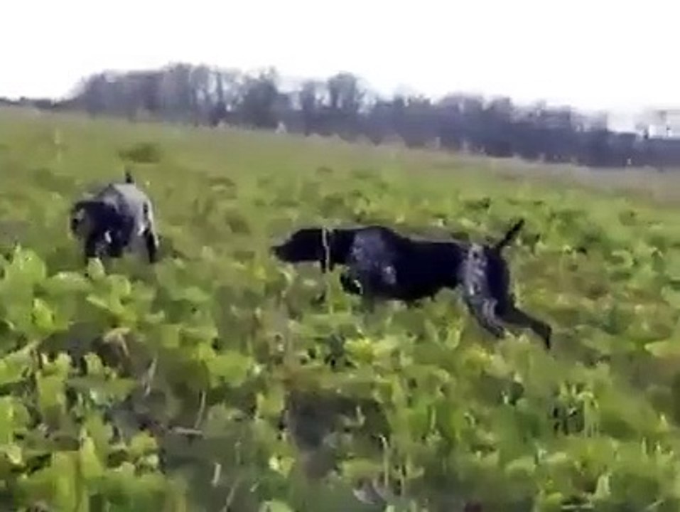 funny hunting