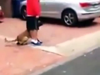 Unbelievably well trained dog!