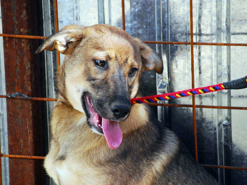 Benji est à adopter