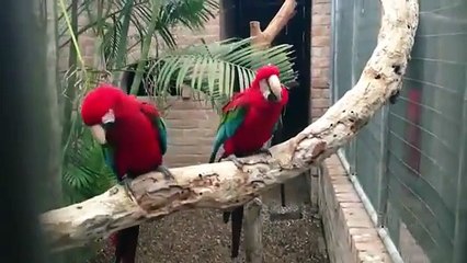 Download Video: Two red Parrots dance on Hip Hop music on a branch!