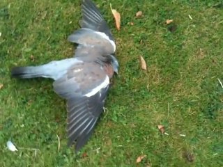 Drunk Pigeon lays down the grass after eating roten apples