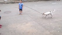 Brazilian Puppy Entertains Kids With a Jump Rope