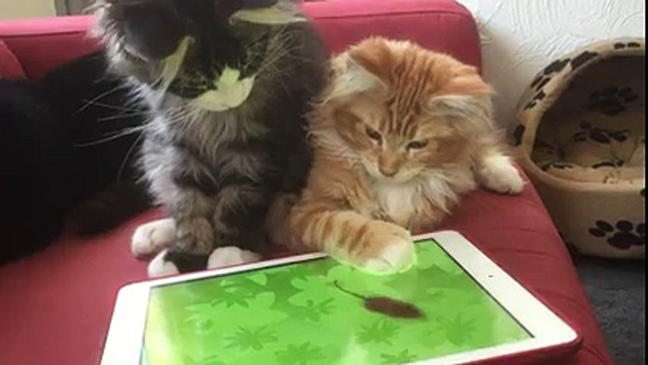 cat playing ipad