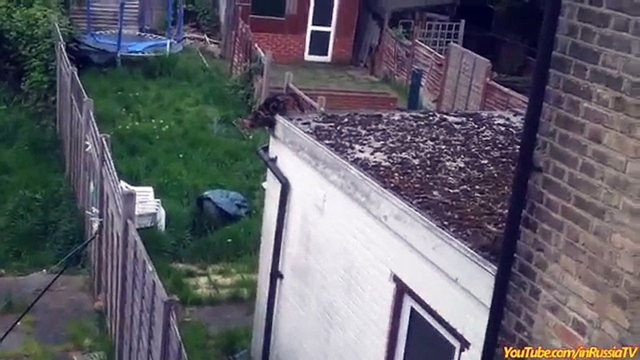 FUNNY CAST - Funny Cats - Funny Cat Videos - Funny Animals - Cats Funny Jump Compilation