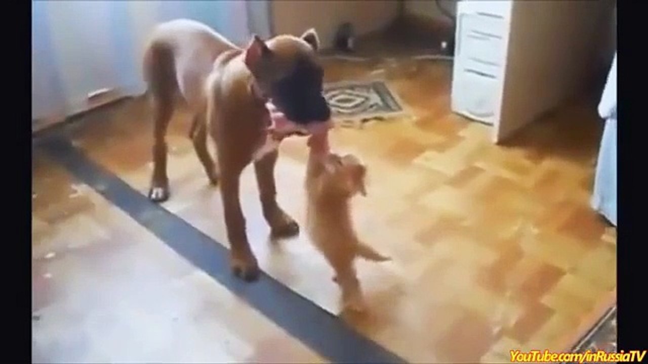 FUNNY CAST - Funny Cats - Funny Cat Videos - Funny Animals - Cats Funny Videos 2014 #5