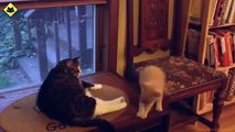 FUNNY CAST - Funny Cats - Funny Cat Videos - Funny Animals - Fail Compilation - Kitten Fails
