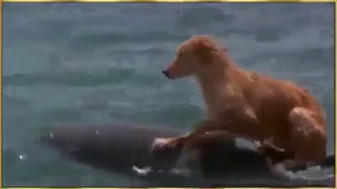 fish safe dog