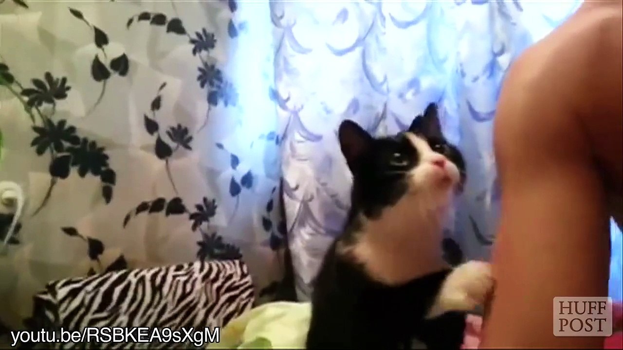 innocent cat say that love with me