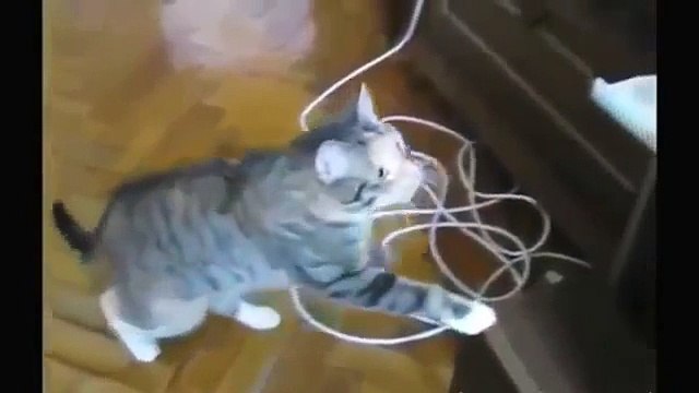 FUNNY CAST - Funny Cats Fail Win Funny Cats Compilation - Funny Animals - Best Cute Cat Videos