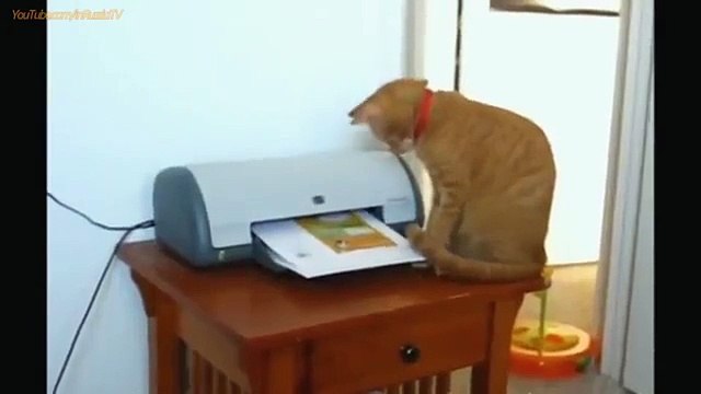 FUNNY CAST - Funny Cats - Funny Fails - Funny Animals - Cat Funny Videos
