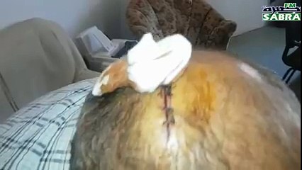 شوفو عصابة في منطقة عبيدة اش عملت في المتساكنين !!!