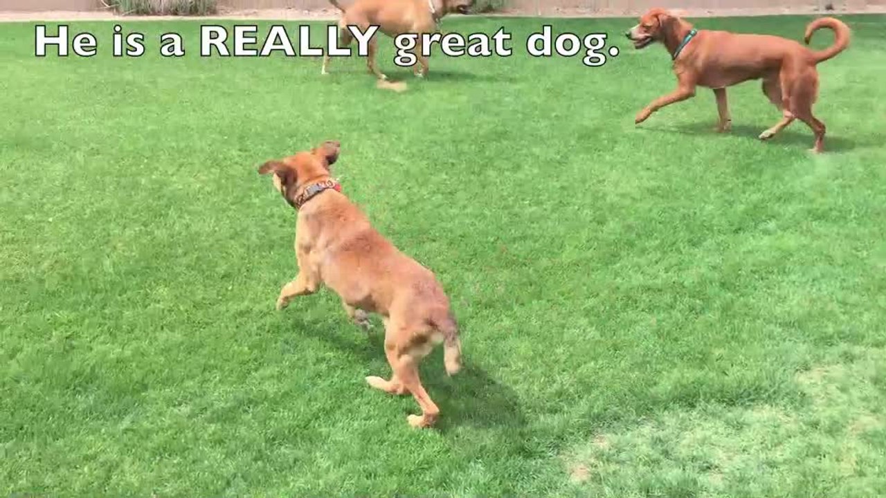 An emotional and inspiring dog rescue story