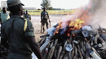 Big Game, Big Money - Illegal Wildlife Trade Documentary