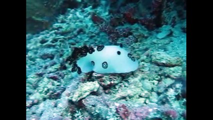 Wonderful Indonesia| Wakatobi Diving And Snorkeling Spot