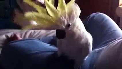 Cockatoo always he funny i can't stop laughing!!