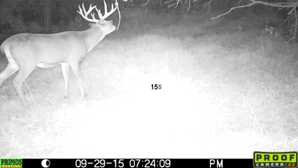 Big Buck on a Mock Scrape