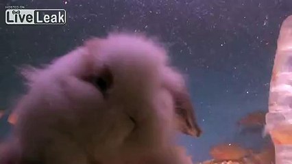 [18+] Piranhas Vs Rabbit! -WARNING- Extreme Graphic