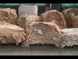 Pisa - Frode da 100 milioni su pelli 