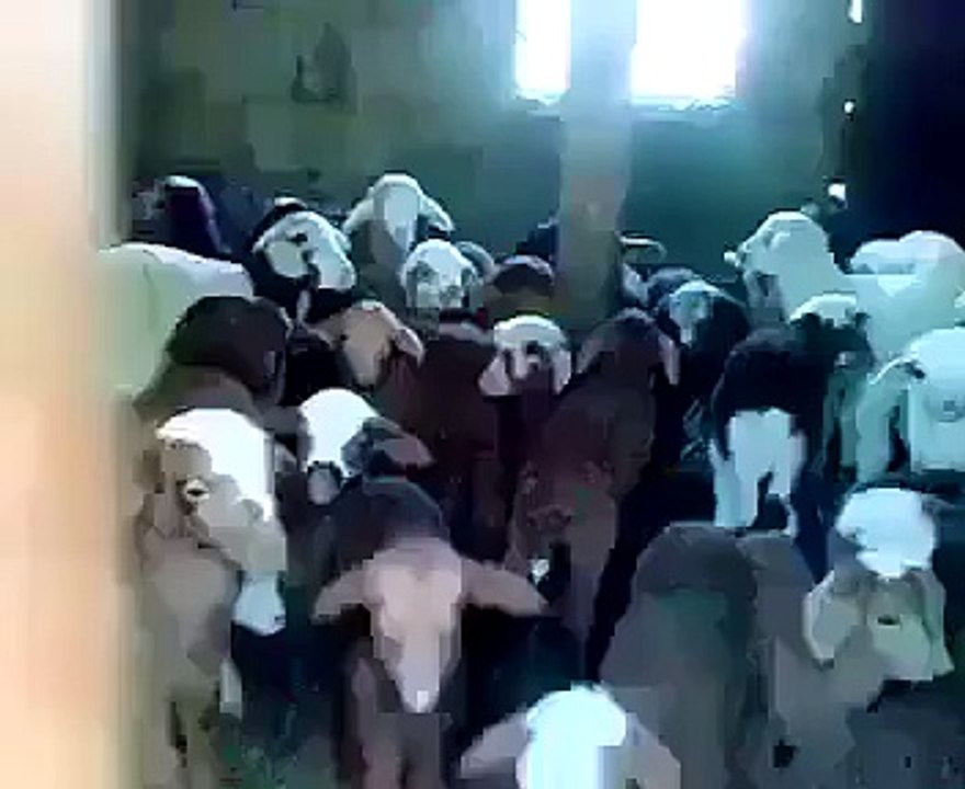 Epic Sheep React to Men