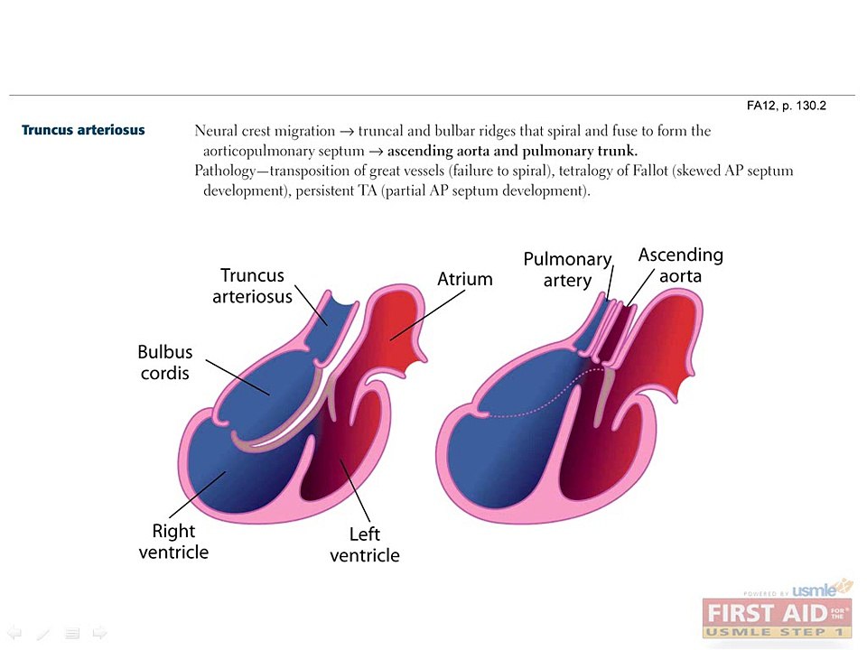 Embryology Part 3