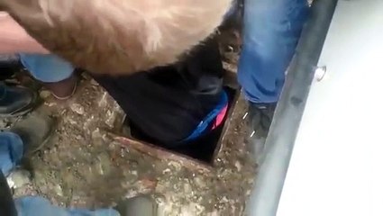 Rusya kanalizasyondaki köpek yavrusunun kurtuluşunu konuşuyor