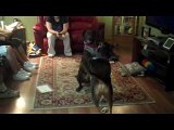 German Shorthair Pointer vs Pitbull Mix...