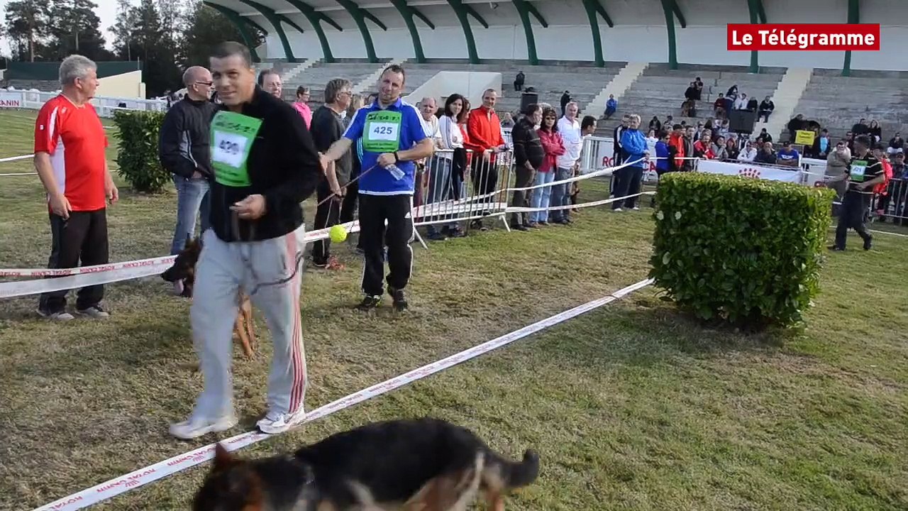 Pontivy. Coup d'envoi du National d'élevage de bergers allemands