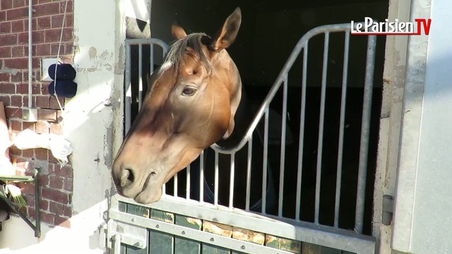 Dans l'intimité de Trêve avant le Prix de l'Arc de Triomphe