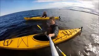 Kayaking with BELUGA WHALES & DOG SLEDDING in the ARCTIC!