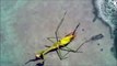 Huge Taenia Worm Found In Praying Mantis