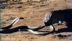 Komodo Dragon VS Cobra Snake Fight - video Dailymotion