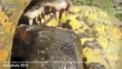 Python Snake VS Crocodile Fight - Anaconda