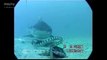 Sharks vs Sea Snake (Banded Sea Krait) Fight