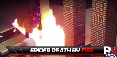 Guy Sets A Fire Trying To Kill A Spider!