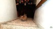 Puppies Using Stairs 2014 [HD]