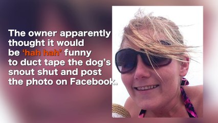 Owner Duct Taped Dog For a Joke