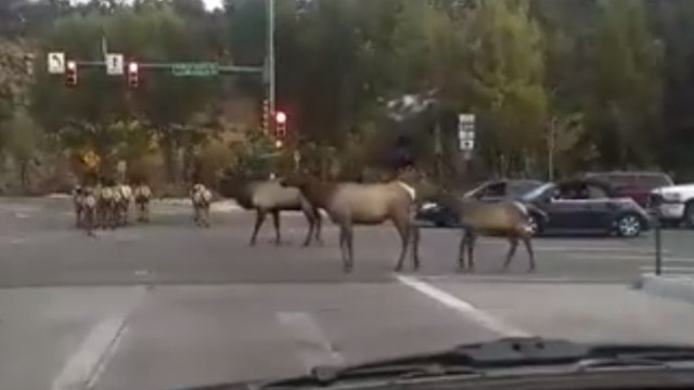 Elk Cause Hilarious Traffic Jam In Colorado | What's Trending Now