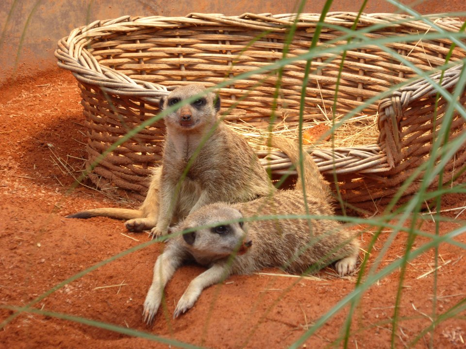 Bye Bye Erdmännchen - Gute Nacht