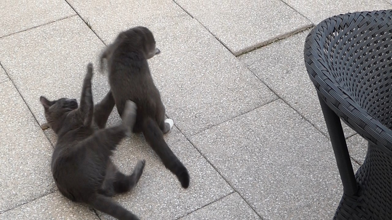 Catfight - Katzen Wrestling und cat breakdance
