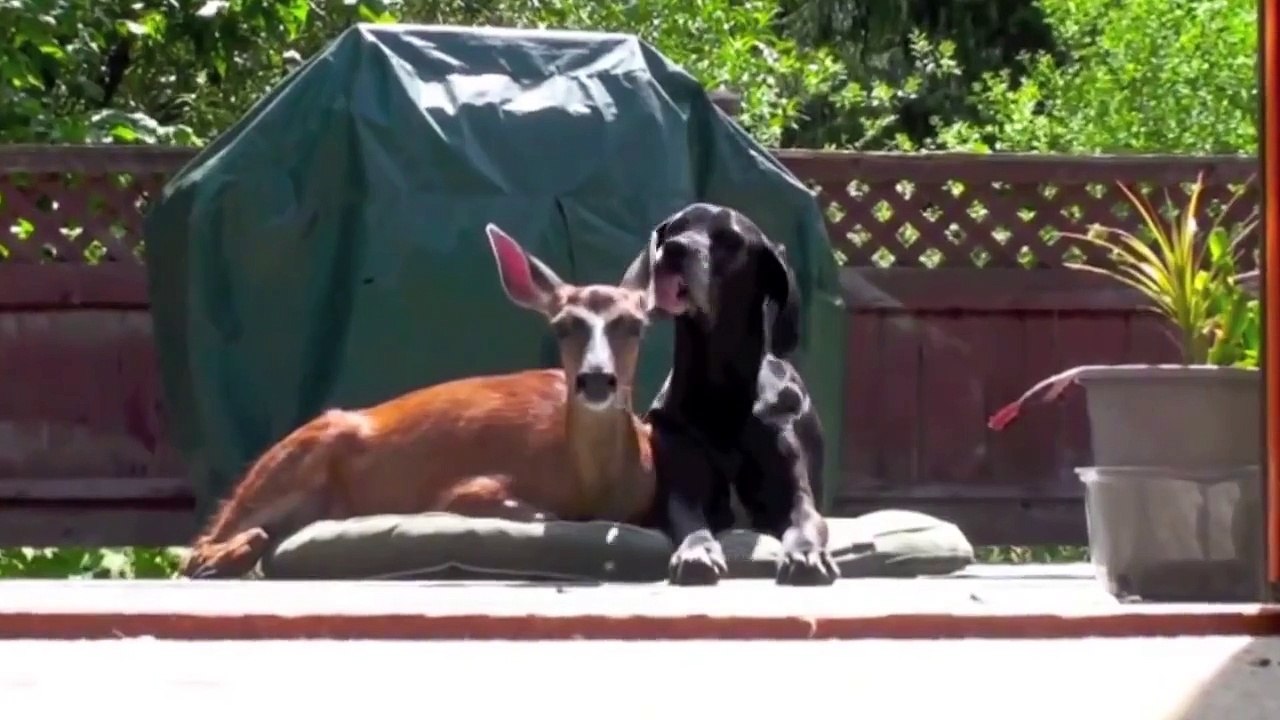 Unusual Animal Love of all time