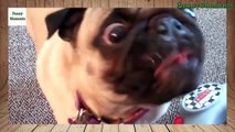 Funny Dogs Eating Peanut Butter Compilation 2015 [HD]