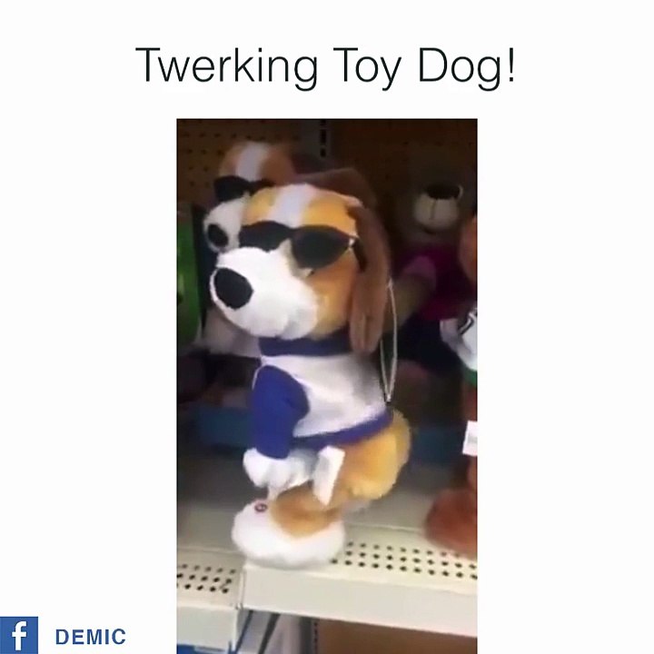 twerking dog
