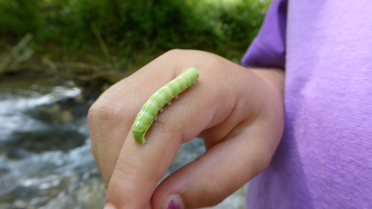 Kleine raupe nimmersatt