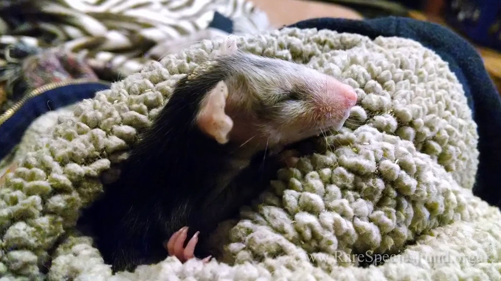 This Orphaned Baby Opossum Has A New Best Friend, And It’s The Cutest Thing On The Planet.
