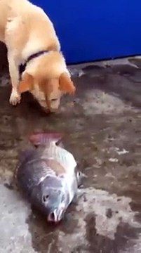 Dog knows how much worth a life has. Tries to save a fish