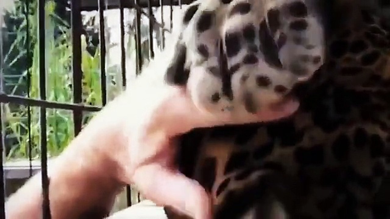Funny animals video clips [ NEW 2015 EDITION ]