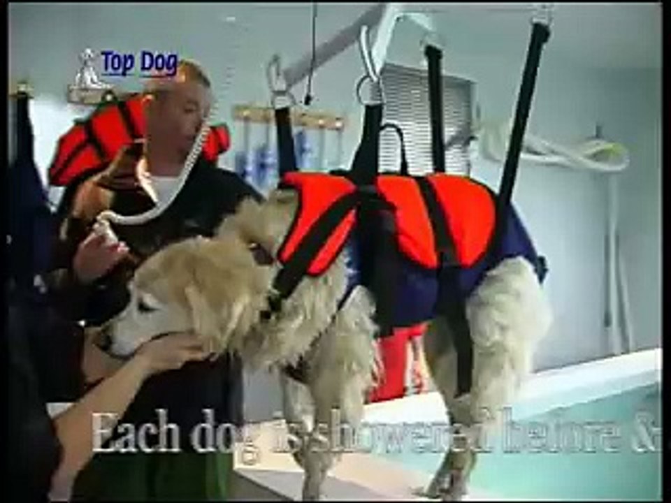 Top Dog Hydrotherapy