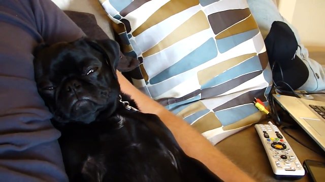 Puppy Falling asleep. Cute Snoring !