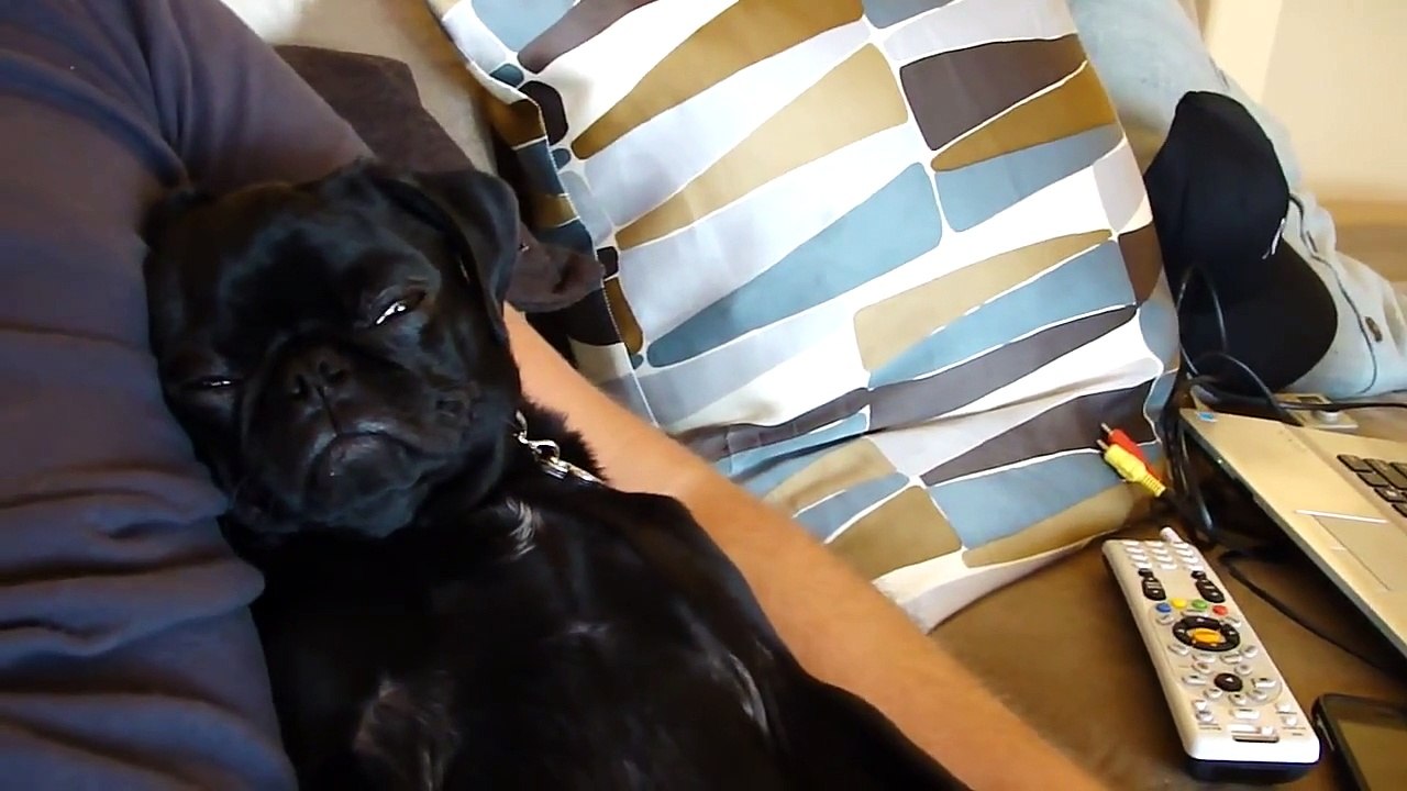 Puppy Falling asleep. Cute Snoring !