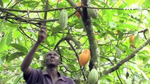 Ivory Coast cocoa price rises 20 pct to a new high